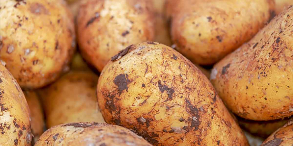 Borsa patate, segnale positivo in una stagione complessa